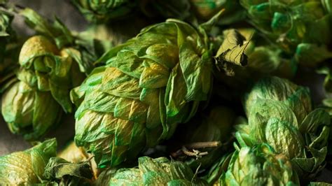 Types Of Hops Examining Distinctive Hop Strains And Their Features