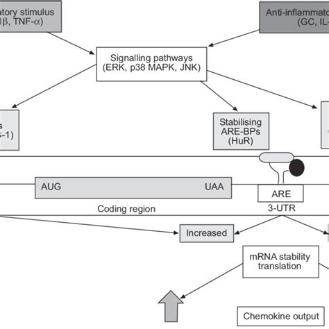 Human Chemokines And Their Receptors Download Table