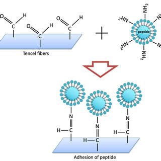 Schematic Illustration Of Formation Mechanism Of Peptide Onto Tencel