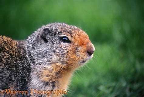 Columbian Ground Squirrel photo WP01930