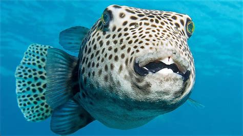 The Identity Of The Worlds Heaviest Bony Fish Has Finally Been