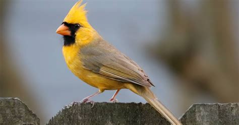 Rare Yellow Cardinal Sighting in Alabama is One in a Million