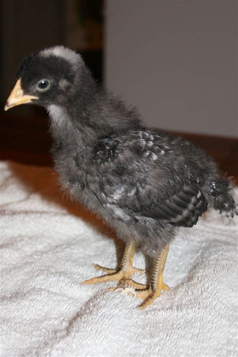 Please Help Sexing Barred Rock Lavender Orph And Blue Laced Wyandotte