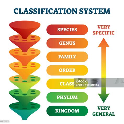 Classification System Vector Illustration Labeled Taxonomic Rank Scheme ...