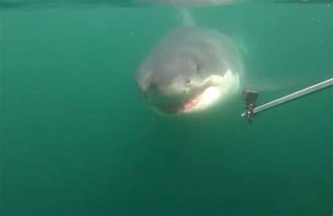 Scientists Capture Great White Shark Feeding Frenzy on Video