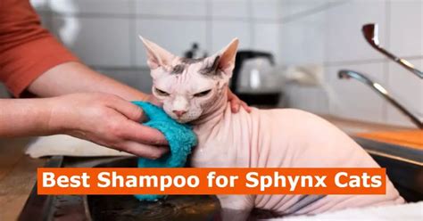 5 Best Shampoo For Sphynx Cats Keep Hairless Cat Clean And Shine