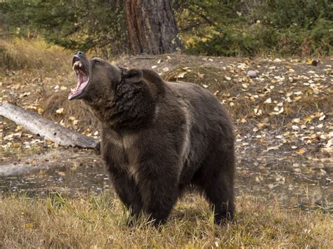 Mexican Silver Grizzly Bear Sightings Mexican Silver Grizzly Bear