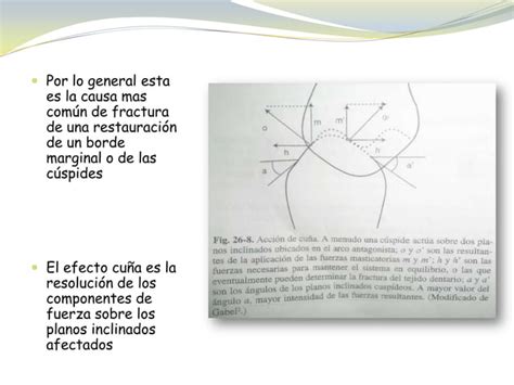 Factores Biol Gicos Y Factores Biomecanicos Ppt