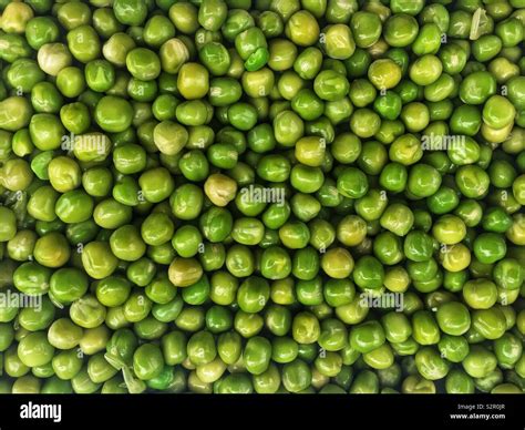 Fresh Delicious Tasty Ripe Green Peas Pisum Sativum Stock Photo Alamy