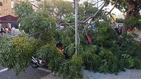 Dos heridos leves por la caída de una gran rama en la avenida Onda