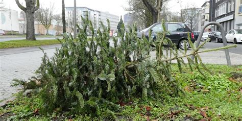 Weihnachtsb Ume In Schwerte Werden Abgeholt