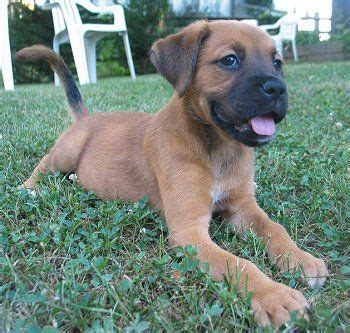 Les 25 meilleures idées de la catégorie Boxer lab mix puppies sur Pinterest | Mélanges boxer ...