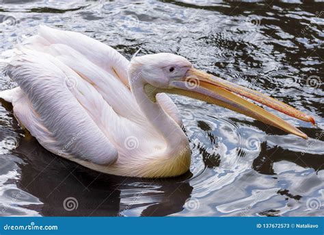 Great White Pelican American White Pelican A Large Aquatic Soaring