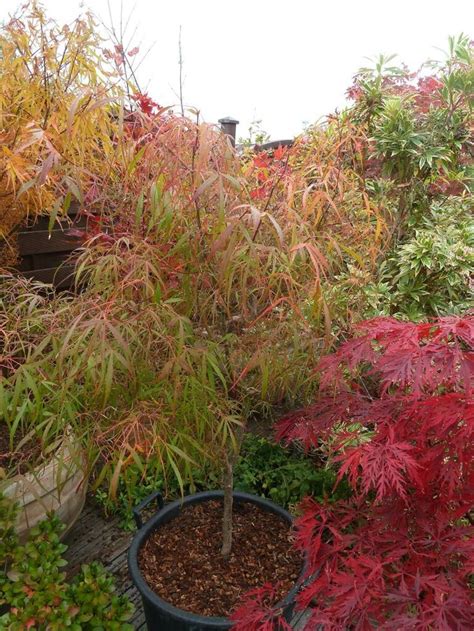 Japanese maple fall colors | Japanese maple tree, Japanese maple, Maple ...