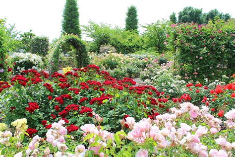 How To Identify And Treat 9 Common Rose Diseases Gardener S Path