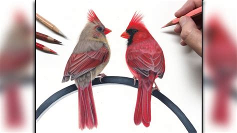 View Realistic Cardinal Drawing Images