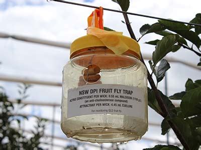 Fruit fly – prevention is key for growers | National Fruit Fly Council