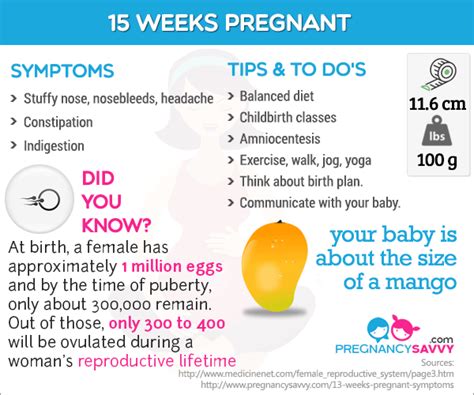 15 Weeks Pregnant Diet - designstudioposts