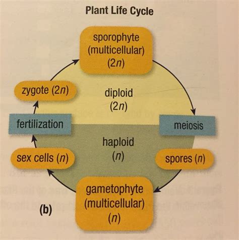 Plants Flashcards Quizlet