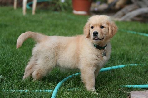 Golden Retrievers Donner Adoption Et Rescues Qu Bec