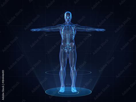 Hologram Human anatomy and skeleton,3D rendering Stock Illustration ...