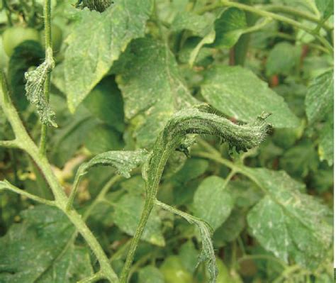 番茄药害 果树、蔬菜、茶树病虫 图片