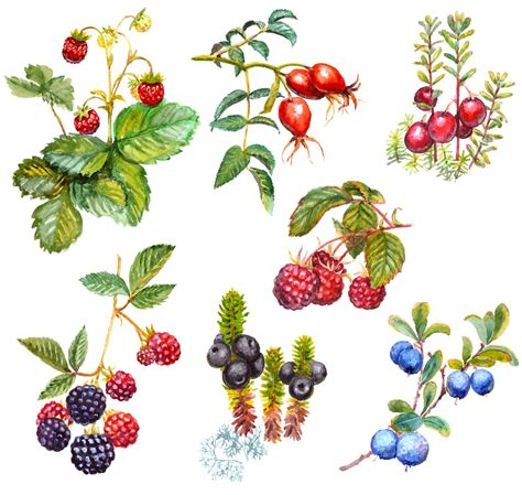 Backyard Berries Fruits Youll Only Find Through Friends Foraging