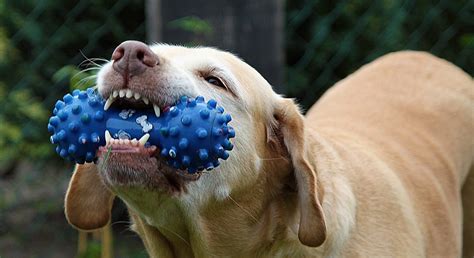 The Best Chew Toys For Puppies 2023 Teething For Puppies