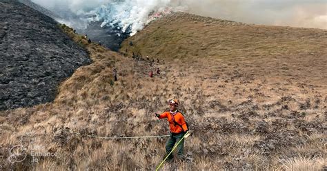 Hypeabis 5 Serba Serbi Kebakaran Bromo Flora Fauna Langka Terdampak