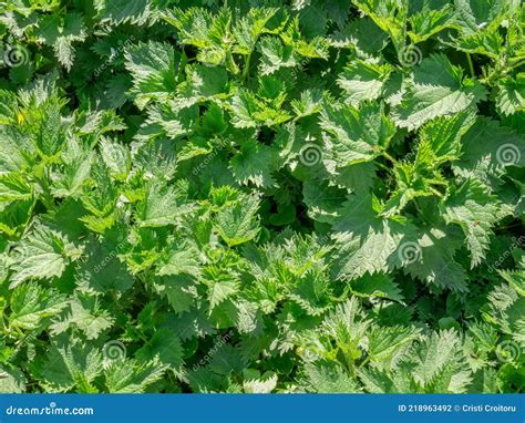 Close Up Detail With Urtica Dioica Often Known As Common Nettle