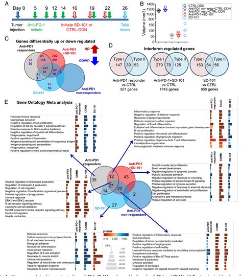 Figure 1 From Intratumoral Injection Of A CpG Oligonucleotide Reverts