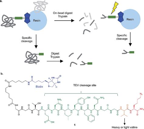 Cleavable Linkers For Chemical Proteomics A Proteins Enriched On