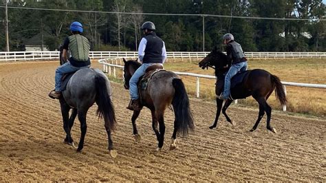 When Do Horses Stop Growing Growth Stages And Tips