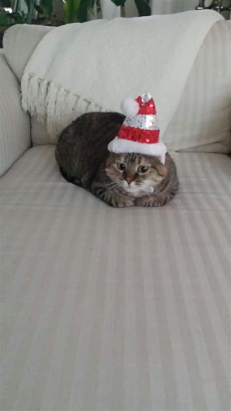 My cat is always very lethargic for a couple of days after her vaccines