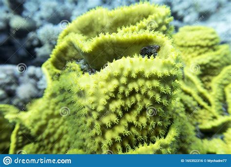 Recife De Coral Colorido No Fundo Do Mar Tropical Coral De Salada