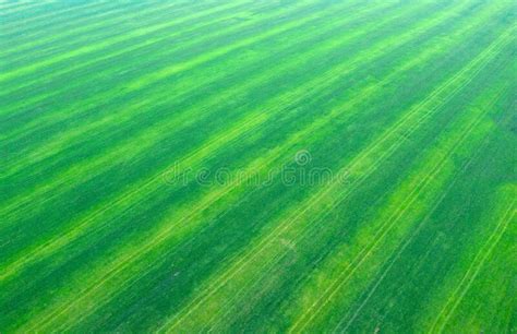 Grass texture stock photo. Image of vista, outside, grass - 270617144