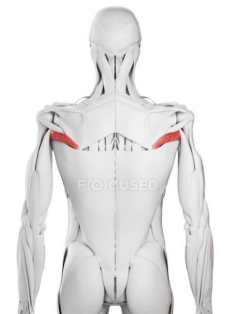 Male anatomy showing Teres major muscle, computer illustration ...