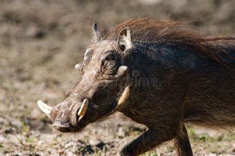 Warthog Den Stock Photo Image Of Tusk Aardvark Snout 5761186