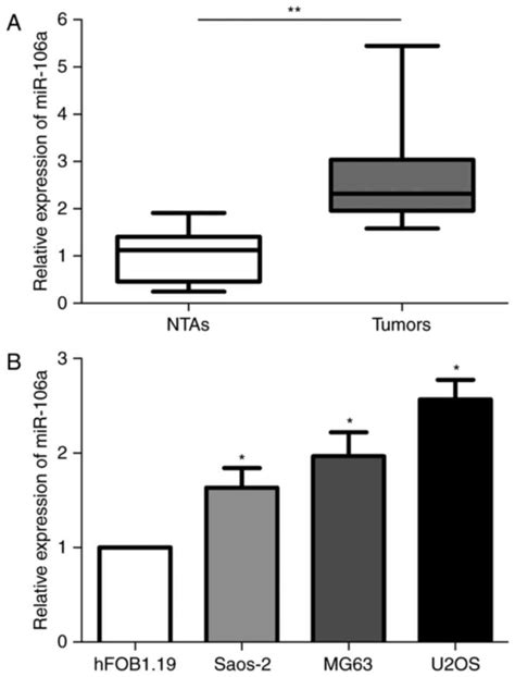 Microrna A Regulates The Proliferation And Invasion Of Human