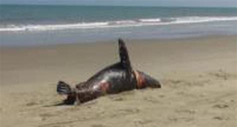 Decenas De Lobos Marinos Aparecen Muertos En Litoral De Tumbes PERU