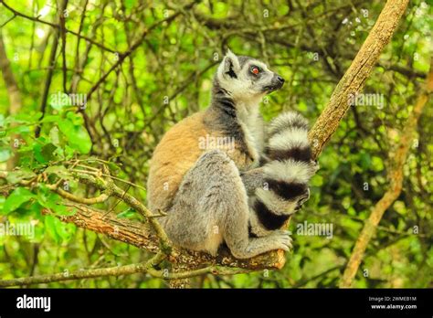 Madagascar Ringtail Lemur in the forest background, side view Stock ...