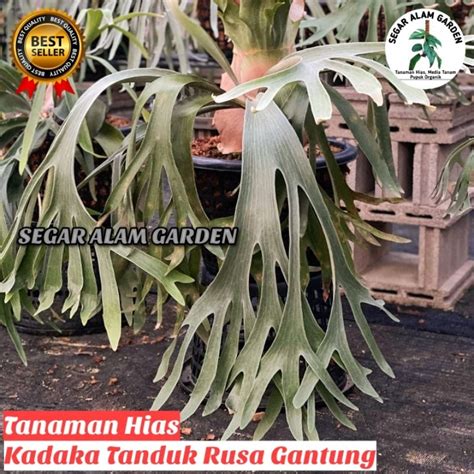 Jual Tanaman Hias Kadaka Tanduk Rusa Gantung Per 1 MATA Platycerium