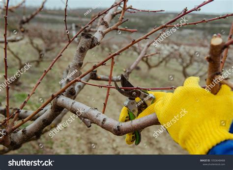 Spring Works Garden Pruning Trees Stock Photo 1050648488 | Shutterstock