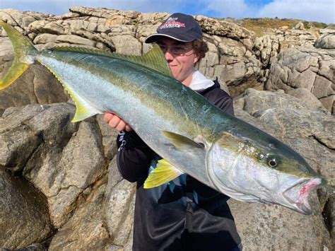 Scotts Species Yellowtail Kingfish A Torpedo Shaped Sportfishing