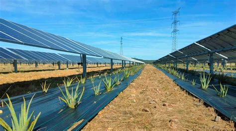 Hay Espacio Para La Agrivoltaica Reve Actualidad Del Sector E Lico En