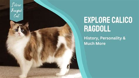 Explore Calico Ragdoll: History, Personality & Much More