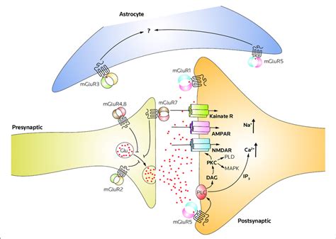 Schematic Representation Of The Glutamatergic Transmissions Involving