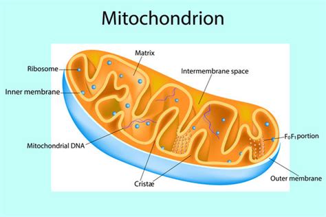 Mitochondria Diagram With Labels