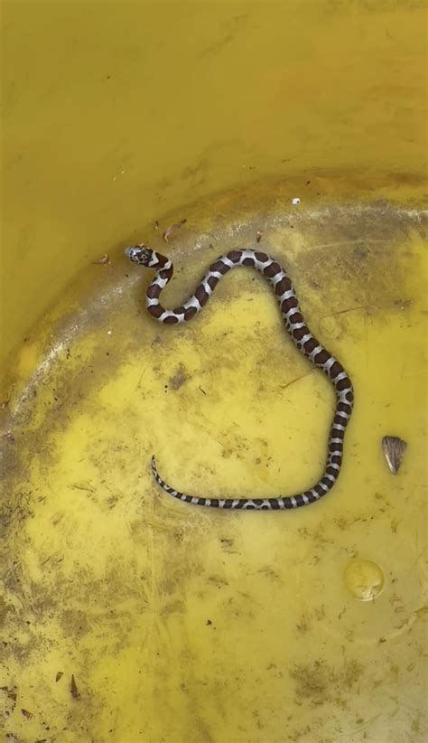 SE Michigan snake friend : r/whatsthissnake