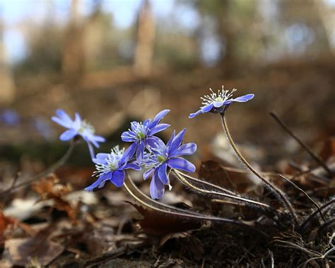 Hepatica Wildflower Spring Flowers Free Photo On Pixabay Pixabay